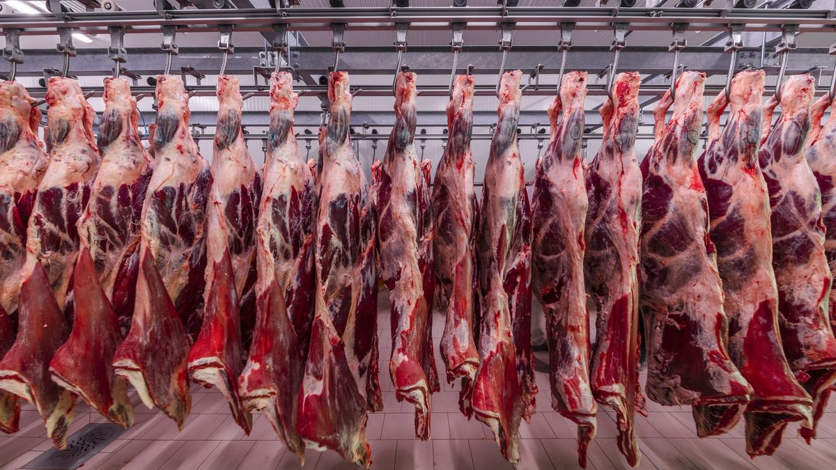 Cortes de carne vacuna en cámara frigorífica para venta mayorista y minorista